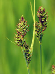 Attēlu rezultāti vaicājumam “Carex hartmanii”