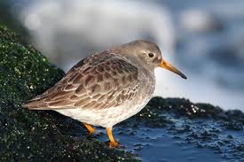 Attēlu rezultāti vaicājumam “Calidris maritima”