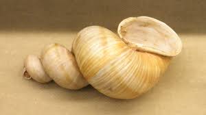 Attēlu rezultāti vaicājumam “Helix pomatia”