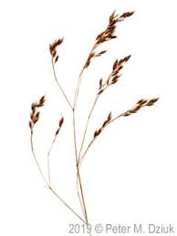 Attēlu rezultāti vaicājumam “Deschampsia flexuosa bud”