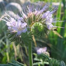 Attēlu rezultāti vaicājumam “Phacelia tanacetifolia leaf”