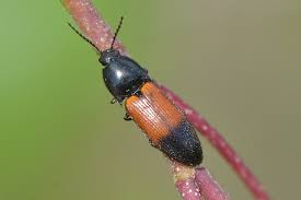 Attēlu rezultāti vaicājumam “Ampedus balteatus”