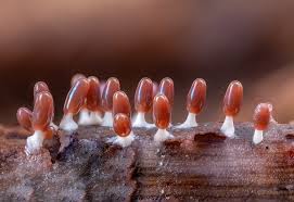 Attēlu rezultāti vaicājumam “Diachea subsessilis”