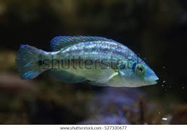 Image result for Symphodus melops