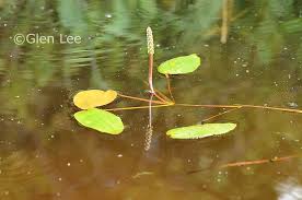 Attēlu rezultāti vaicājumam “Potamogeton natans leaf”