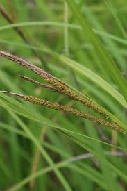 Attēlu rezultāti vaicājumam “Carex acuta”