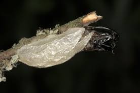 Attēlu rezultāti vaicājumam “Zygaena cocoon”