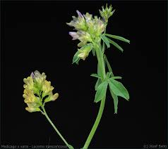 Attēlu rezultāti vaicājumam “Medicago x varia”