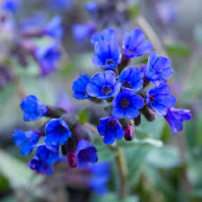 Image result for Lungenkraut