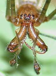 Attēlu rezultāti vaicājumam “Tetragnathidae”