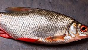 Attēlu rezultāti vaicājumam “Rutilus rutilus”