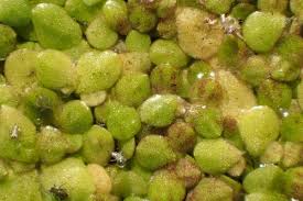 Attēlu rezultāti vaicājumam “Lemna gibba”