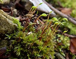 Attēlu rezultāti vaicājumam “Campylium protensum sporophyte”