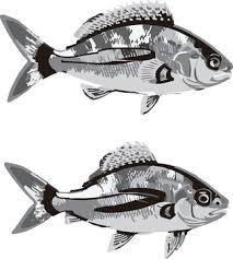 「魚拓」的圖片搜尋結果