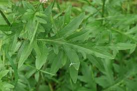 Attēlu rezultāti vaicājumam “Centaurea scabiosa leaf”