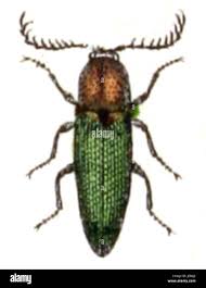 Attēlu rezultāti vaicājumam “Ctenicera pectinicornis female”