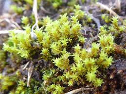 Attēlu rezultāti vaicājumam “Bryum pseudotriquetrum”