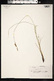 Attēlu rezultāti vaicājumam “Carex appropinquata”