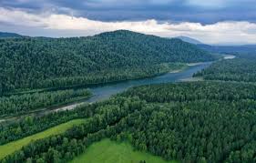 Image result for лес,