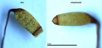 Attēlu rezultāti vaicājumam “Plagiomnium undulatum sporophyte”