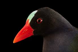 Image result for Porphyrio alleni