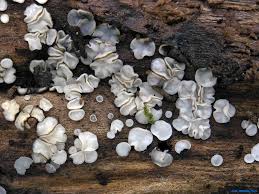 Attēlu rezultāti vaicājumam “Mollisia cinerea”