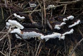 Attēlu rezultāti vaicājumam “Heterobasidion parviporum”