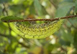 Attēlu rezultāti vaicājumam “Acronicta leporina larva”