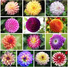 Image result for Dahlia x pinnata `Decorative Giants`
