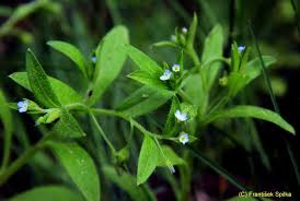 Attēlu rezultāti vaicājumam “Myosotis sparsiflora flower”
