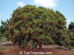 Image result for Litchi chinensis