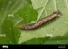 Attēlu rezultāti vaicājumam “Orthosia munda”