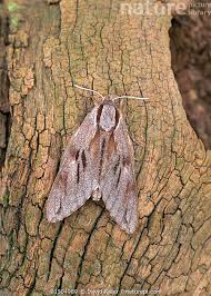 Attēlu rezultāti vaicājumam “Sphinx pinastri”