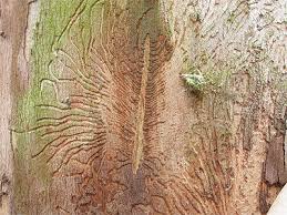 Attēlu rezultāti vaicājumam “Scolytus scolytus, Scolytus multistriatus”