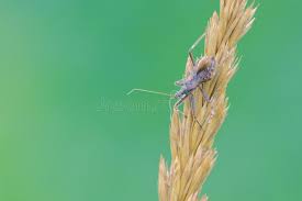 Attēlu rezultāti vaicājumam “Nabidae”