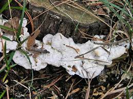 Attēlu rezultāti vaicājumam “Postia stiptica”