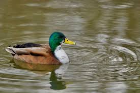 Attēlu rezultāti vaicājumam “Anas platyrhynchos”