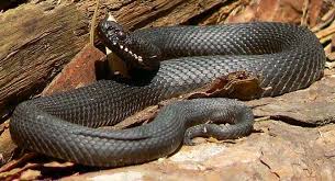 Attēlu rezultāti vaicājumam “Vipera berus”