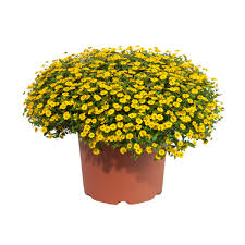 Image result for Sanvitalia procumbens