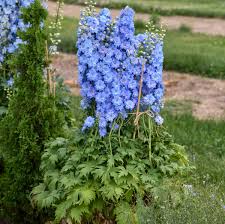 Attēlu rezultāti vaicājumam “Delphinium elatum  flower”