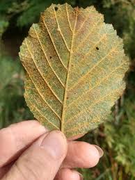 Attēlu rezultāti vaicājumam “Melampsoridium sp.”