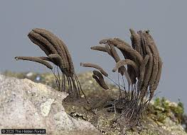 Attēlu rezultāti vaicājumam “Stemonitis pallida var. rubescens macro”