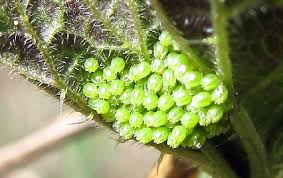 Attēlu rezultāti vaicājumam “Aglais urticae underside”