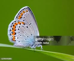Attēlu rezultāti vaicājumam “Plebejus argyrognomon”