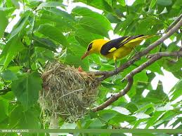 Attēlu rezultāti vaicājumam “Oriolus oriolus”