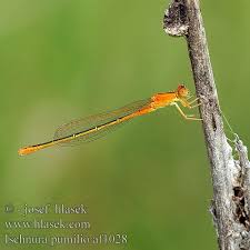 Attēlu rezultāti vaicājumam “Ischnura pumilio”
