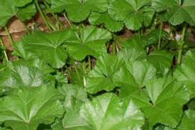 Attēlu rezultāti vaicājumam “Lapsana communis fruit”