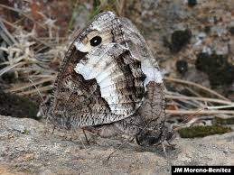 Attēlu rezultāti vaicājumam “Hipparchia alcyone underside”