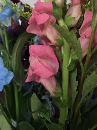 Attēlu rezultāti vaicājumam “Antirrhinum majus leaf”