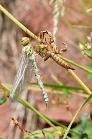 Attēlu rezultāti vaicājumam “Aeshna mixta female”